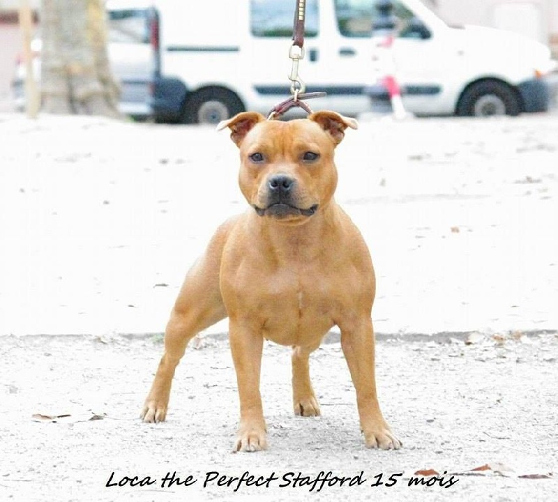 Loca The Perfect Stafford