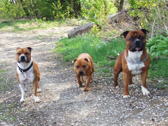 mes bébés