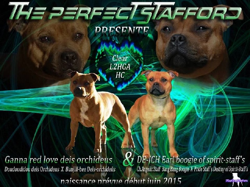 The Perfect Stafford - Staffordshire Bull Terrier - Portée née le 14/06/2015