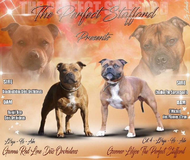 The Perfect Stafford - Staffordshire Bull Terrier - Portée née le 30/08/2016